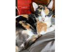 Adopt Sadie a Domestic Shorthair cat in Calimesa, CA (33805623)