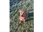 Adopt Shin a Tan/Yellow/Fawn American Pit Bull Terrier / Mixed dog in Grand