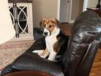 Adopt Remington a Tricolor (Tan/Brown & Black & White) Treeing Walker Coonhound