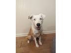 Adopt Goose a White - with Tan, Yellow or Fawn Australian Shepherd / Border