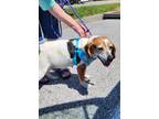 Adopt Tally Suffolk a Tricolor (Tan/Brown & Black & White) Beagle / Mixed dog in