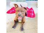 Adopt Buster a Brown/Chocolate - with White Pit Bull Terrier / Mixed dog in