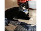 Adopt Dusk a All Black Domestic Shorthair / Mixed cat in Inwood, WV (38202666)