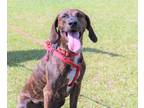 Adopt Dobby a Brindle - with White Plott Hound / Mixed dog in Oak Bluffs