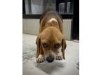 Adopt Rosa Hughes a Tricolor (Tan/Brown & Black & White) Beagle / Mixed dog in
