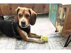 Adopt Ozzy Milford a Tricolor (Tan/Brown & Black & White) Beagle / Mixed dog in