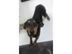 Adopt Armani a Black Mixed Breed (Large) / Mixed dog in Savannah, TN (38203166)