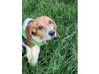 Adopt Snoopy Beaufort a Tricolor (Tan/Brown & Black & White) Beagle / Mixed dog