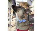 Adopt Luke the Loving Dog a Brown/Chocolate - with Tan Canaan Dog / Mixed Breed