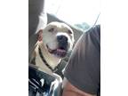 Adopt Zurie a White - with Gray or Silver American Pit Bull Terrier / Mixed dog
