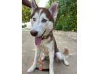 Adopt Brownie the Beautiful Husky a Brown/Chocolate - with White Husky / Mixed