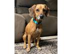 Adopt Ruby a Red/Golden/Orange/Chestnut Hound (Unknown Type) / Mixed dog in