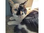 Adopt Yasmine a Domestic Shorthair / Mixed cat in Spokane Valley, WA (38203668)