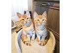 Adopt Dreyfus and Phineas a Orange or Red Tabby Domestic Shorthair (short coat)