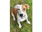 Adopt Magic a Tan/Yellow/Fawn Labrador Retriever / Terrier (Unknown Type