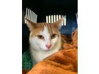 Adopt Meow Meow a Orange or Red Domestic Shorthair / Domestic Shorthair / Mixed