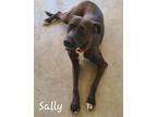 Adopt Sally a Brown/Chocolate Mixed Breed (Medium) / Mixed dog in Calexico