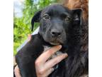 Adopt Radagast a Black Pit Bull Terrier / Mountain Cur dog in Ola, AR (38204798)