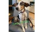 Adopt Annie Oatmeal - NY a Tricolor (Tan/Brown & Black & White) Catahoula