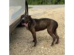 Adopt Susie a Brindle American Pit Bull Terrier / Mixed Breed (Medium) / Mixed