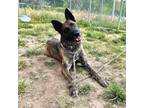 Adopt Havana a Brindle German Shepherd Dog / Dutch Shepherd / Mixed dog in
