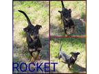 Adopt Rocket a Black - with Tan, Yellow or Fawn Dachshund / Mixed dog in