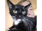 Adopt Allison - NYC a All Black Domestic Shorthair / Mixed cat in New York