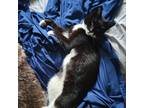 Adopt Cricket a All Black Domestic Shorthair / Mixed cat in New York