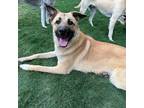 Adopt Hal a Tan/Yellow/Fawn German Shepherd Dog / Labrador Retriever / Mixed dog