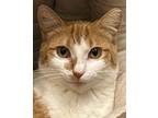 Adopt Gigi a Orange or Red Domestic Shorthair (short coat) cat in Huntley