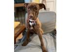 Adopt Coco Calypso - NY a Brown/Chocolate - with White Catahoula Leopard Dog /