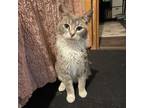 Adopt Nyx a Gray or Blue Domestic Shorthair / Mixed cat in Rochester