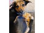 Adopt Daisy X a Black - with Tan, Yellow or Fawn Australian Cattle Dog / Mixed