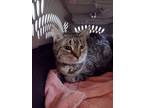 Adopt Johanna a Brown Tabby Domestic Shorthair (short coat) cat in Kalamazoo