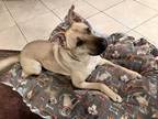Adopt Bernie a Tan/Yellow/Fawn German Shepherd Dog / Mixed dog in Los Angeles
