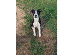 Adopt Oreo a Black - with White Border Collie / Beagle / Mixed dog in Killeen