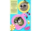 Adopt Oliver a Black - with White Springer Spaniel / Mixed dog in Ogden