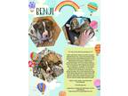 Adopt Benji a Brown/Chocolate - with White Pit Bull Terrier / Mixed dog in