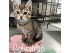 Adopt Galvatron a Brown or Chocolate Domestic Shorthair / Mixed cat in Rayville