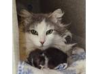 Adopt Rosie a Gray or Blue Domestic Longhair / Mixed cat in SHERIDAN