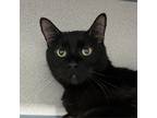Adopt Bounce a All Black Domestic Shorthair / Mixed cat in SHERIDAN