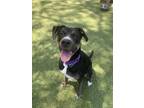 Adopt Ariel a Tricolor (Tan/Brown & Black & White) Pit Bull Terrier / Doberman