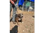 Adopt Zbo a Brindle - with White Pit Bull Terrier / Mixed dog in Horn Lake