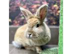 Adopt Pamela Bunderson a Blond/Golden Lionhead / Mixed rabbit in St.