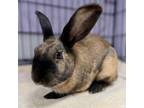 Adopt Amelia a Chocolate New Zealand / Mixed rabbit in St.