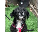 Adopt Jinx a Black - with White Patterdale Terrier (Fell Terrier) / Mixed dog in