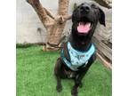 Adopt Nicole a Black Retriever (Unknown Type) / Whippet / Mixed dog in Carlsbad