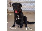 Adopt Lila a Black - with White Flat-Coated Retriever / Mixed dog in Calexico