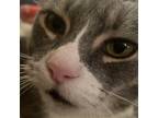 Adopt Amity a Gray, Blue or Silver Tabby Domestic Shorthair (short coat) cat in