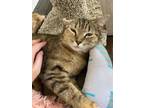 Adopt Minnie a Tan or Fawn Tabby Domestic Shorthair (short coat) cat in Overland